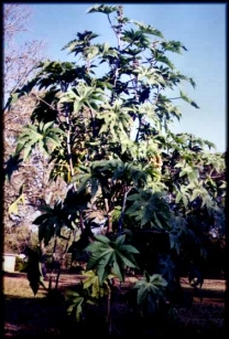 castor beans Gallery selling Garden Seeds hand harvested Castor bean seeds Red Green Castor bean moonflower garden seeds information and pictures gourd seeds Outdoor Garden Seeds Products Iron Hose hanger gourd Martin dipper bird house seeds garlic chives seeds Crime Scene Investigator CSI for sale unique & unusual seeds