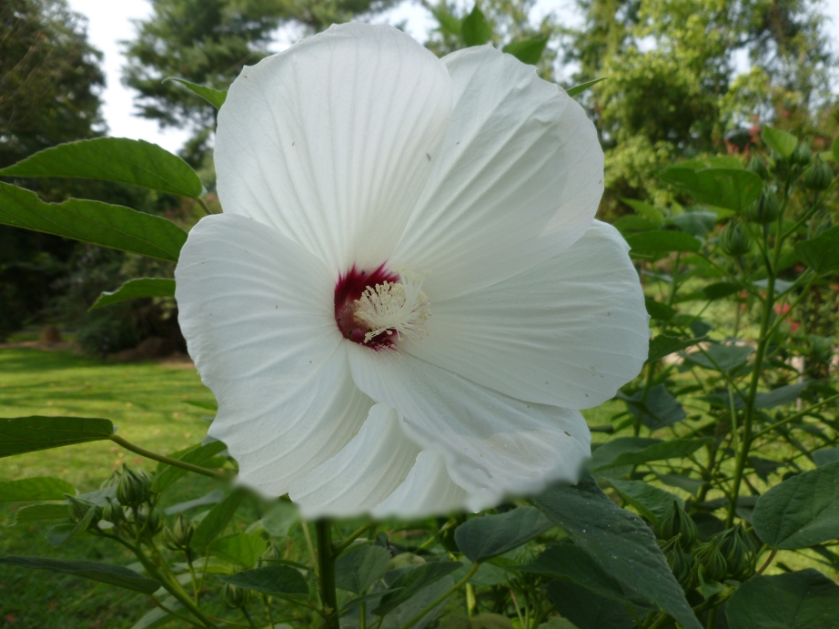 White red Heart Hibiscus seeds, hand harvested natural unique & unusual seeds