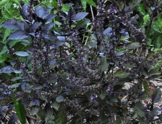 purple opal basil holy basil sacred basil garden seeds information and pictures gourd seeds for sale unique & unusual seeds