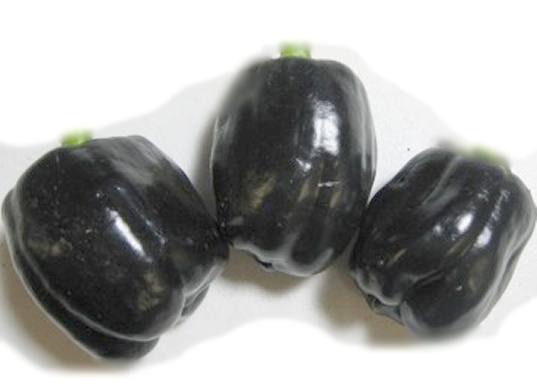 Giant Purple sweet bell pepper seeds, hand harvested natural unique & unusual seeds