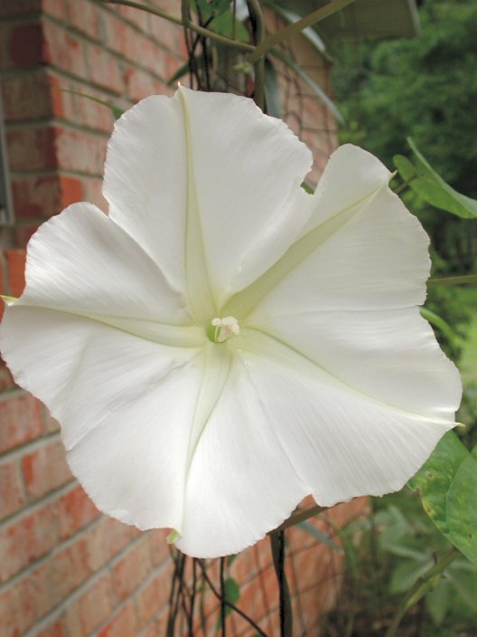 white moonflower seeds white moon flower seeds heirloom non-gmo Garden Seeds hand harvested Castor bean seeds Red Green Castor bean moonflower garden seeds information and pictures gourd seeds Outdoor Garden Seeds Products Iron Hose hanger gourd Martin dipper bird house seeds garlic chives seeds Crime Scene Investigator CSI for sale unique & unusual seeds